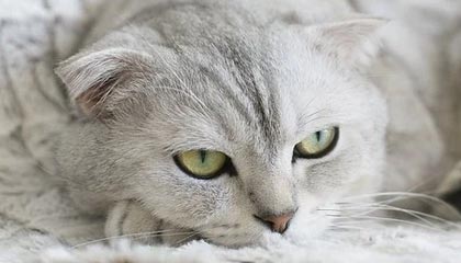 爱游戏娱乐平台-职业联赛媒体传播方式未贴近年轻群体