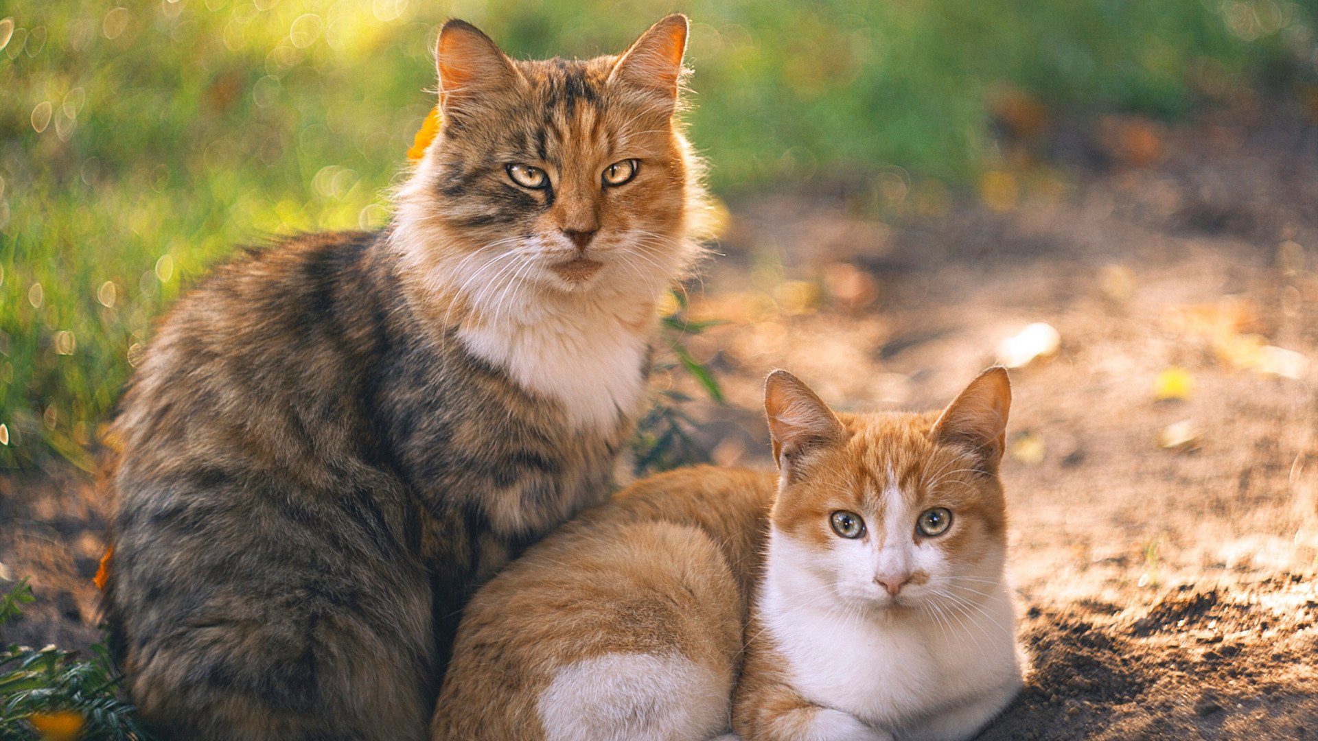 CBA赛事奖金提升 鼓励球员表现,cba球队奖金