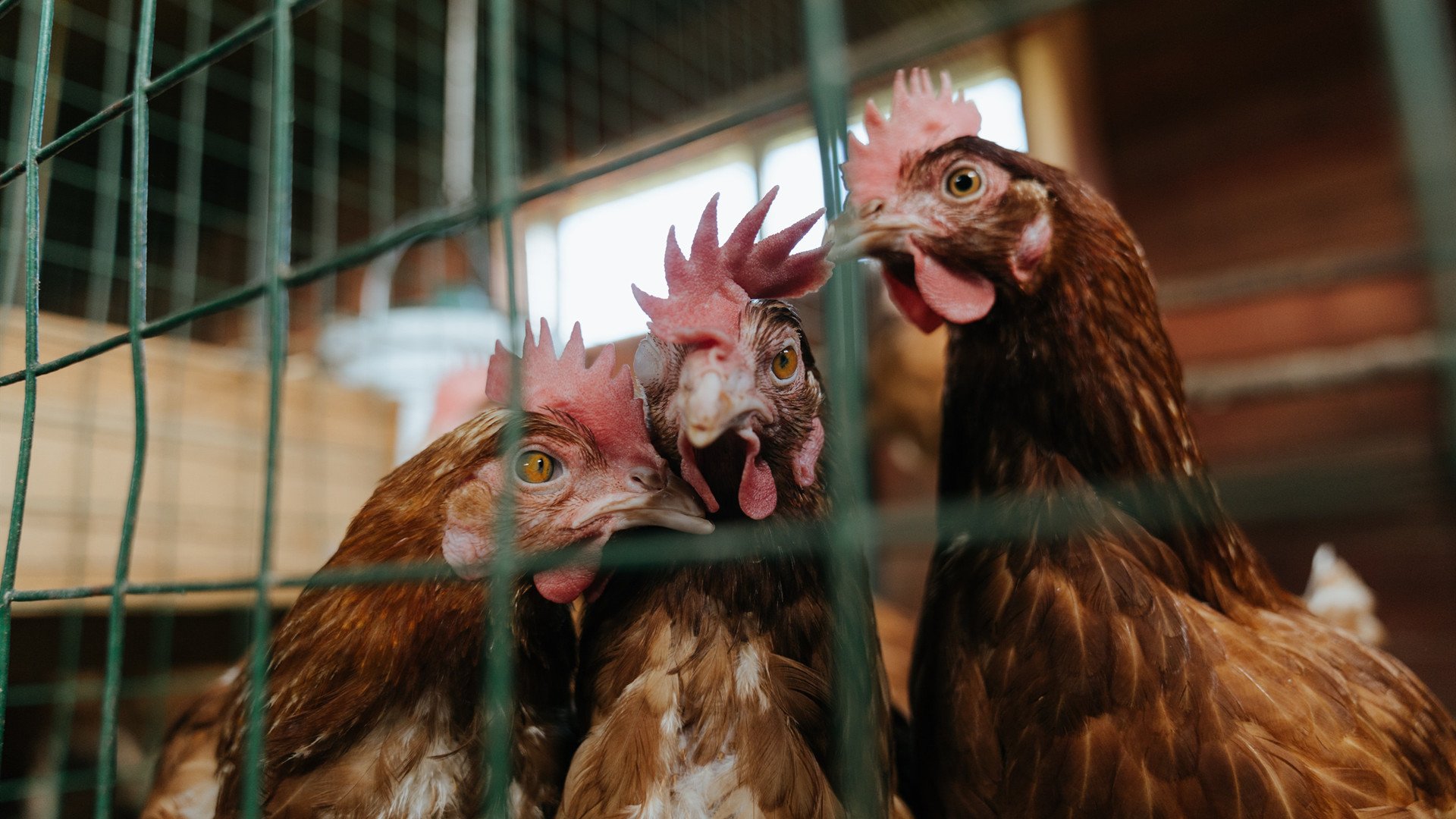 爱游戏娱乐平台-五大联赛主力前锋连续进球对比赛心理影响分析，5大联赛进球榜