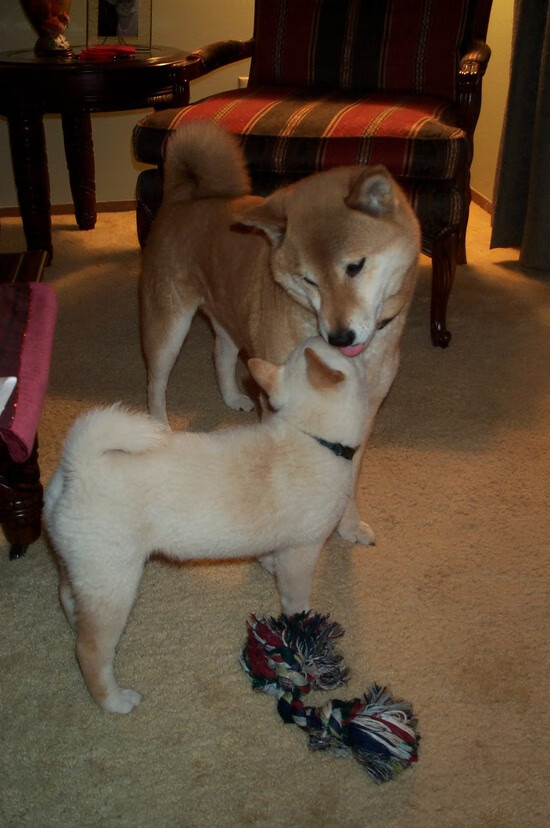 体育新闻中心推动体育赛事版权保护技术研究,体育赛事版权如何保护