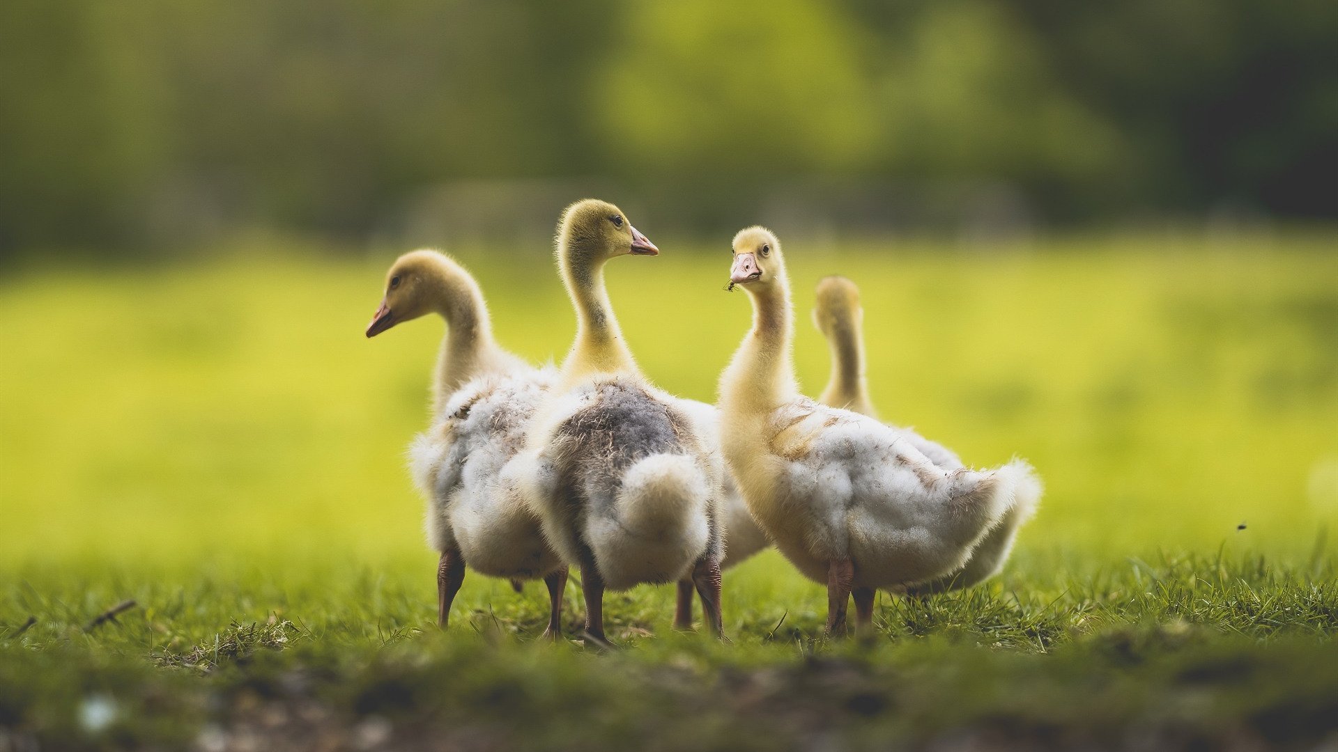 比赛关键时刻防守选择的心理博弈，比赛中有哪些防守战术