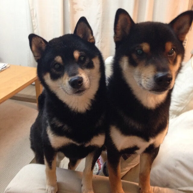 深圳领航队引导年轻球员建立正确比赛理念,深圳领航员青年队