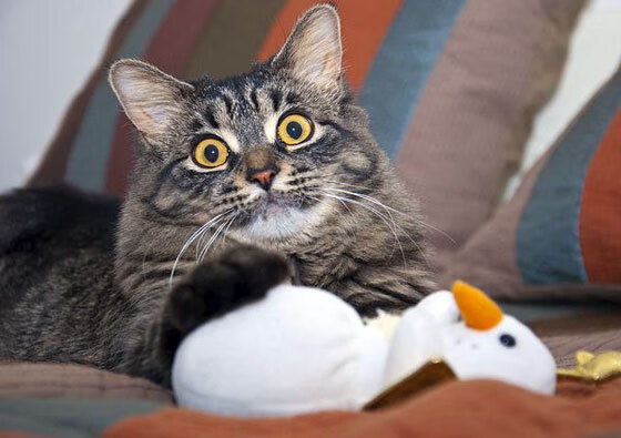 爱游戏登录入口-电竞主场氛围打造升级引入更多粉丝互动，电竞战队主场