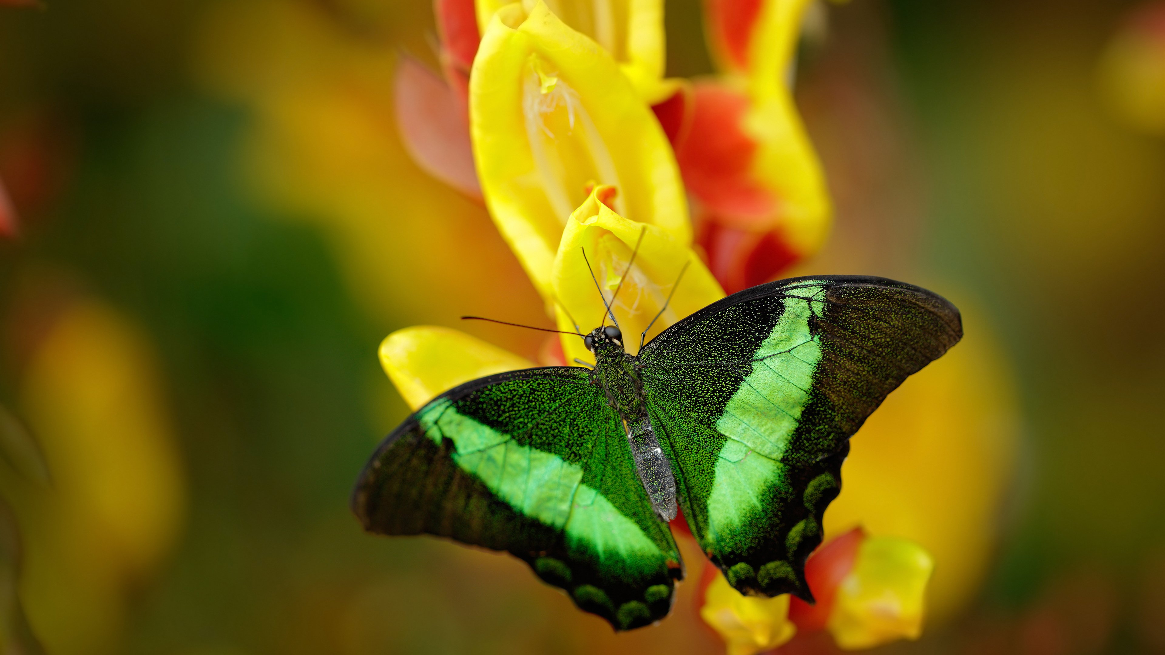 塔图姆内外开花凯尔特人轻取森林狼，塔图姆与凯尔特人合同