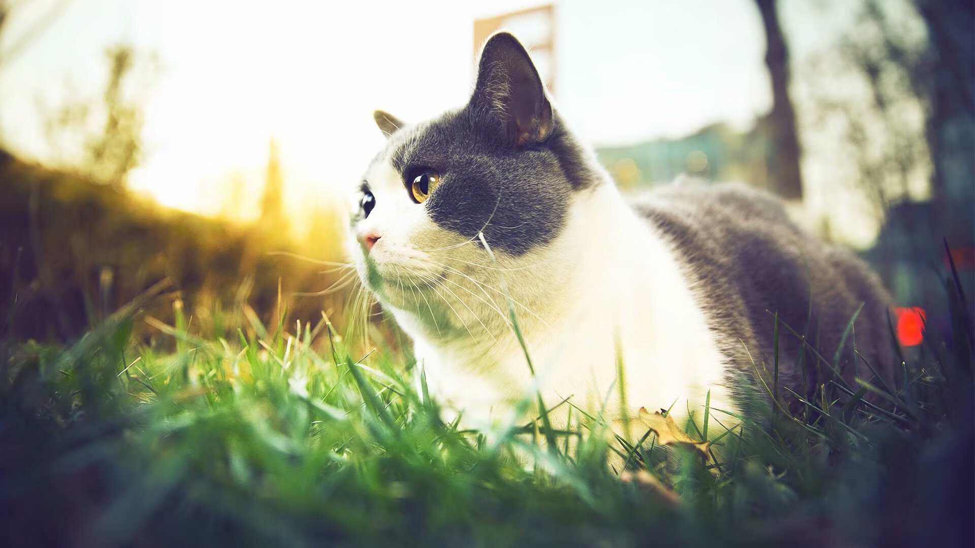 多国球队联合训练营推动多样化战术发展，创新不断涌现，国家队多球训练